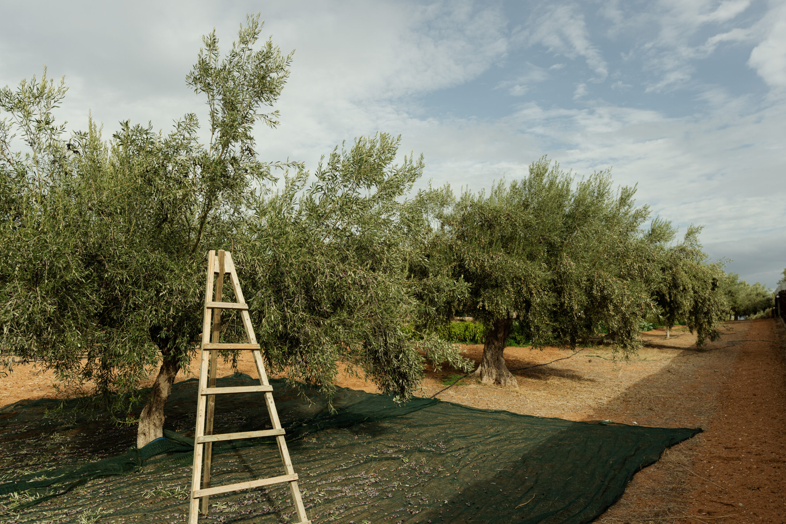 Fresh Farm ladder